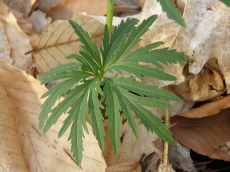 Cutleaf Toothwort