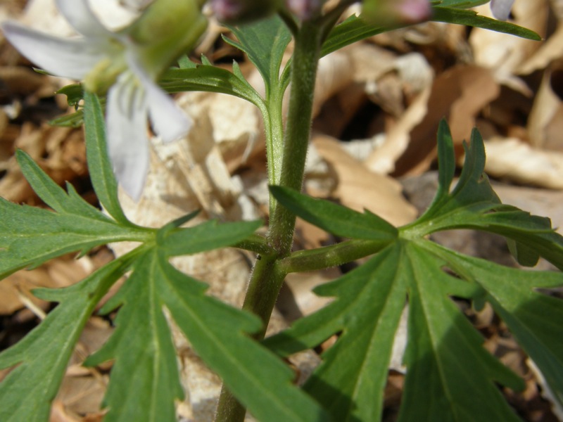 Cutleaf Toothwort