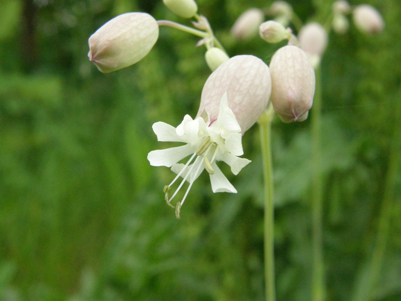 Bladder Campion