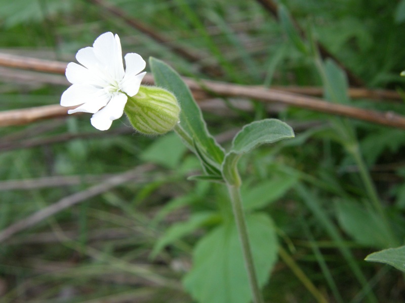 White Campion