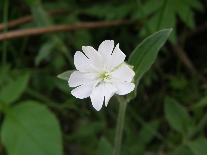 White Campion