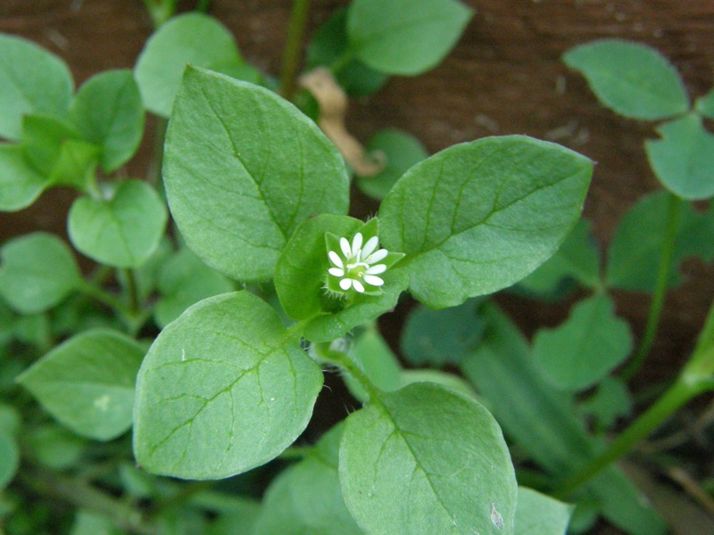 Common Chickweed