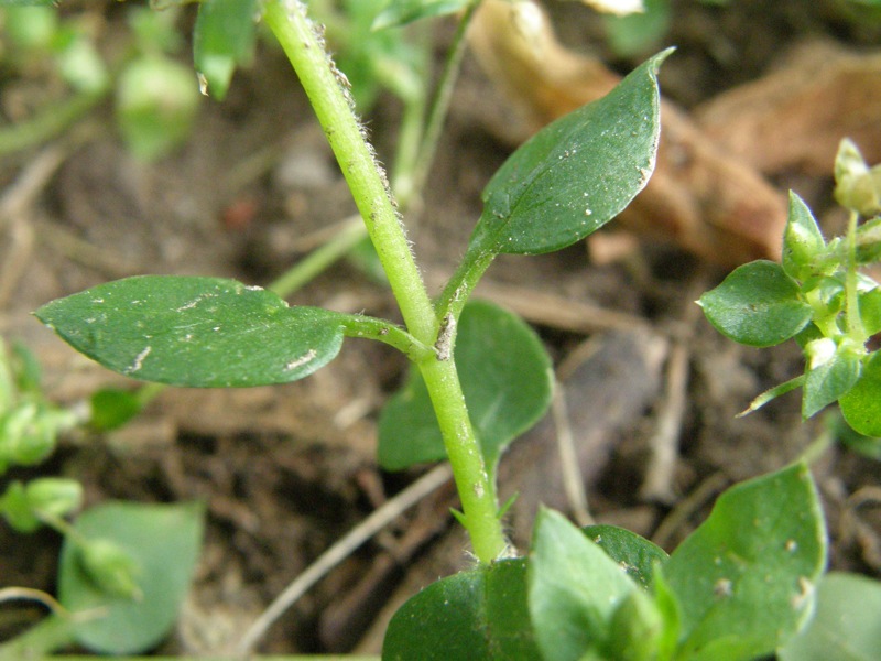 Common Chickweed