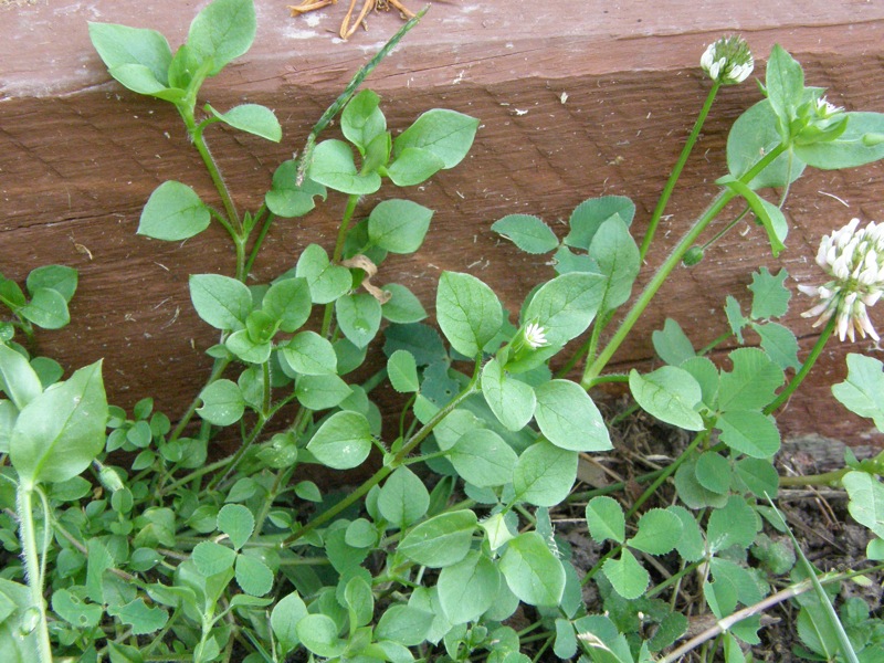 Common Chickweed