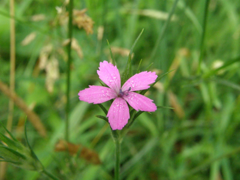Deptford Pink