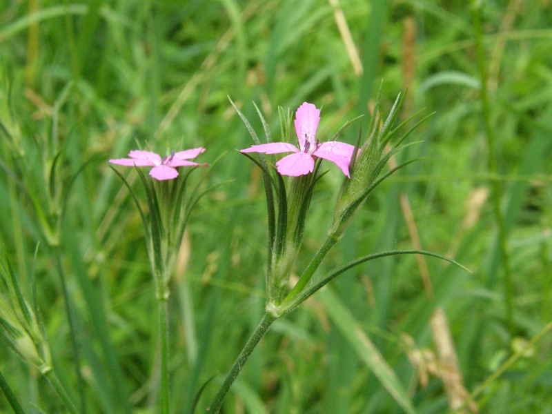 Deptford Pink