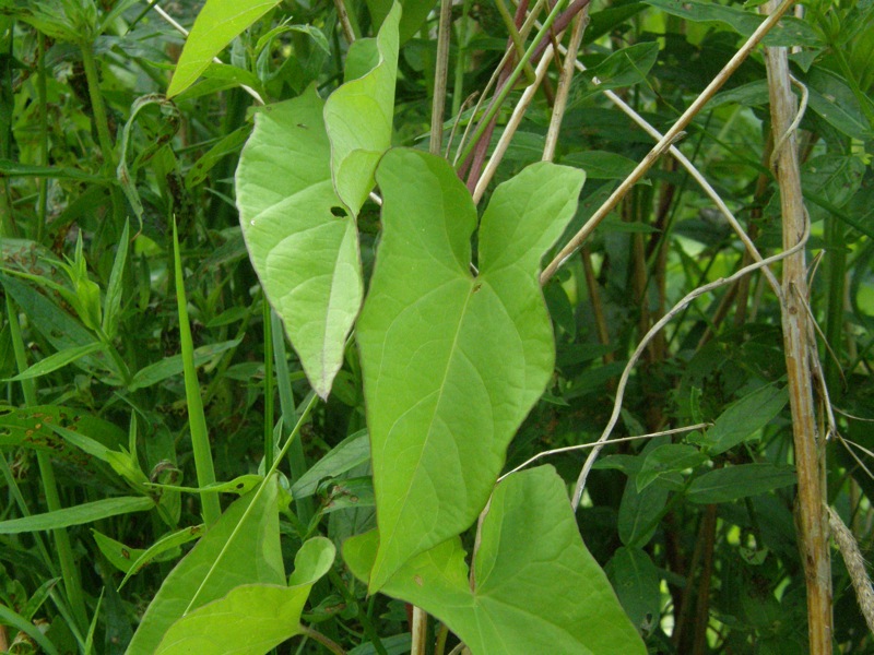 Hedge Bindweed