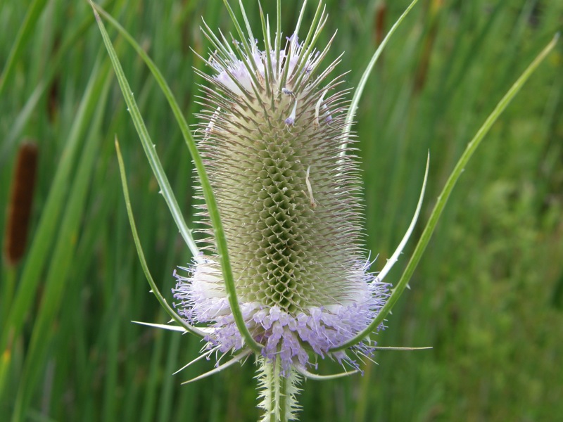 Teasel