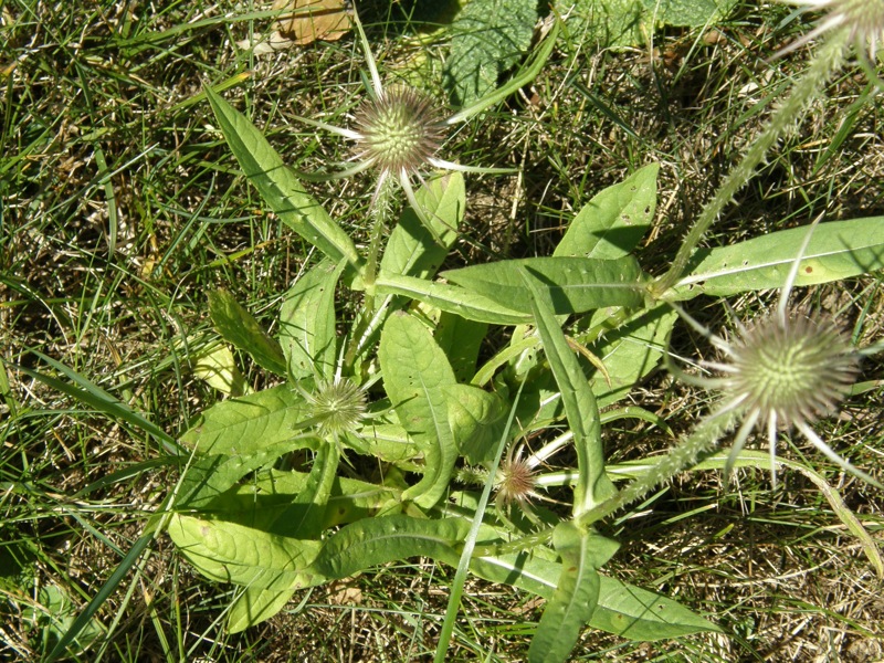 Teasel