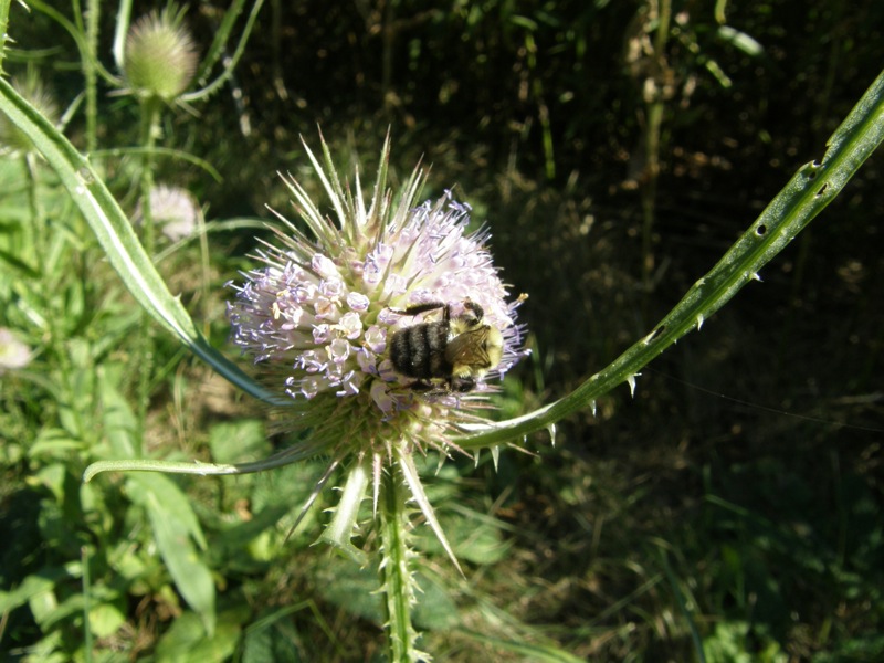 Teasel