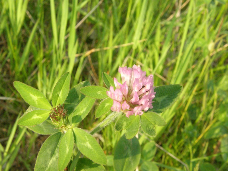 Red Clover