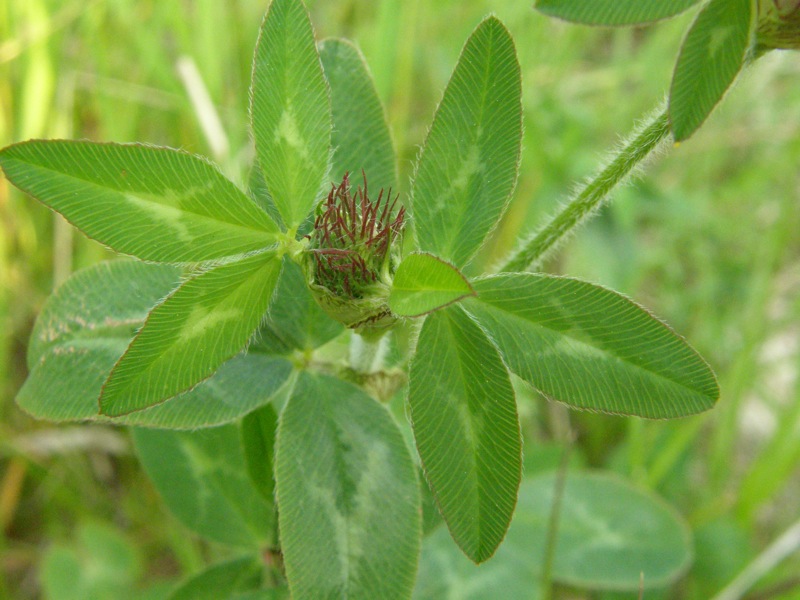 Red Clover