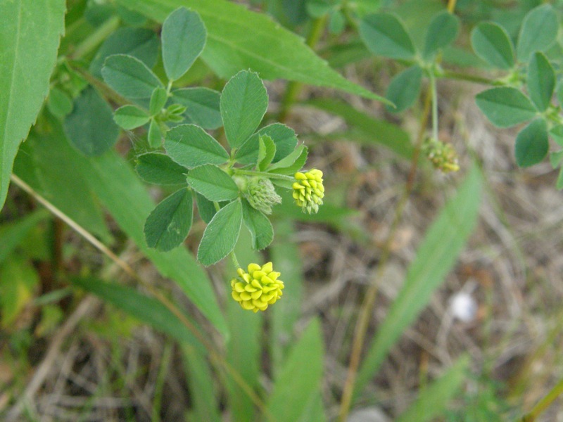 Black Medick