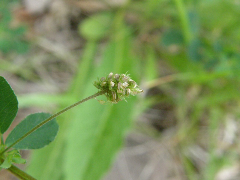 Black Medick