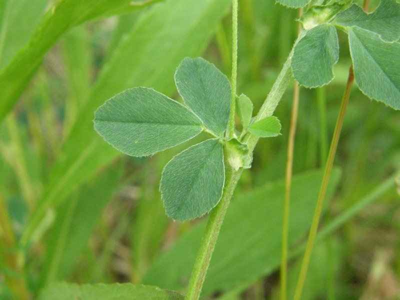 Black Medick