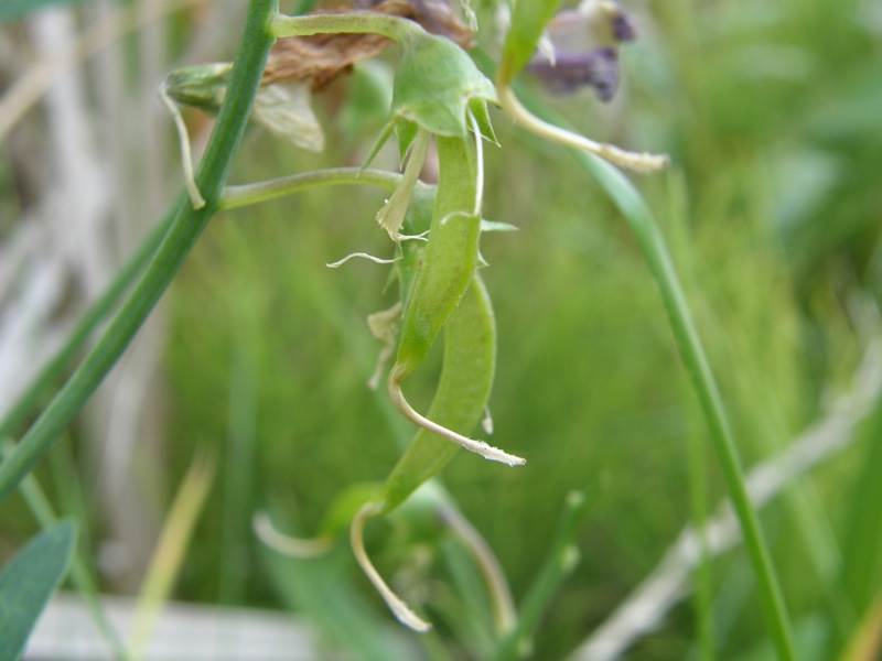 Everlasting Pea