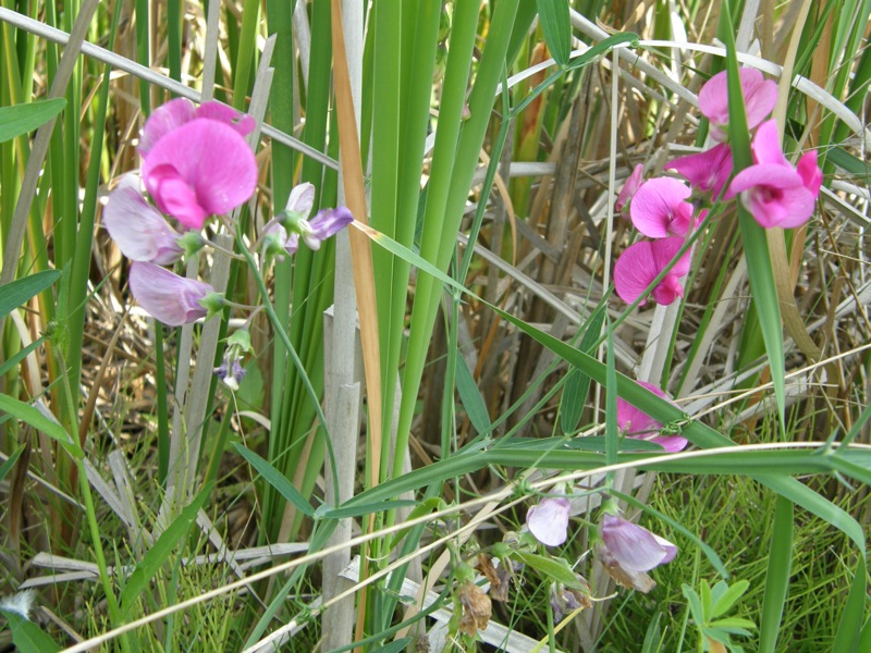 Everlasting Pea