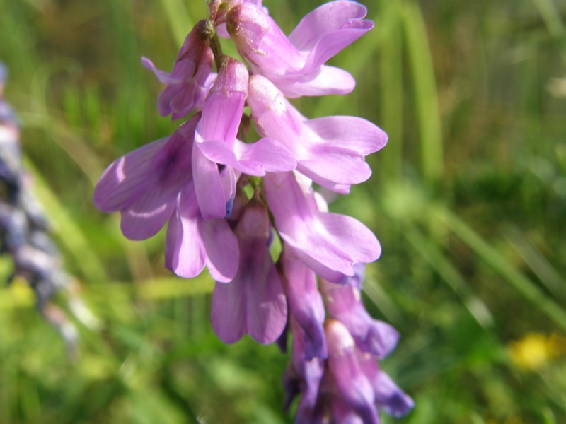 Cow Vetch