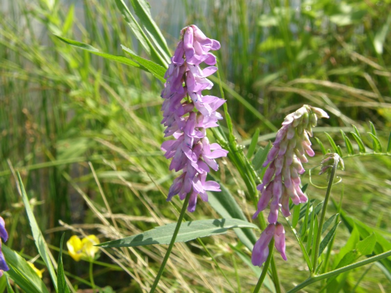 Cow Vetch