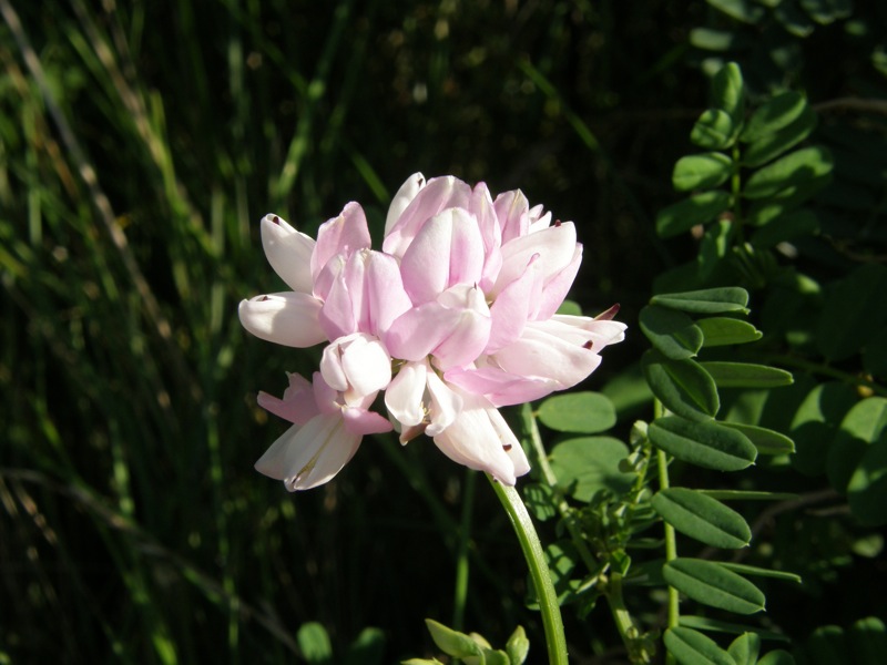 Crown Vetch