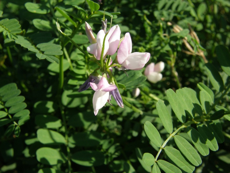 Crown Vetch