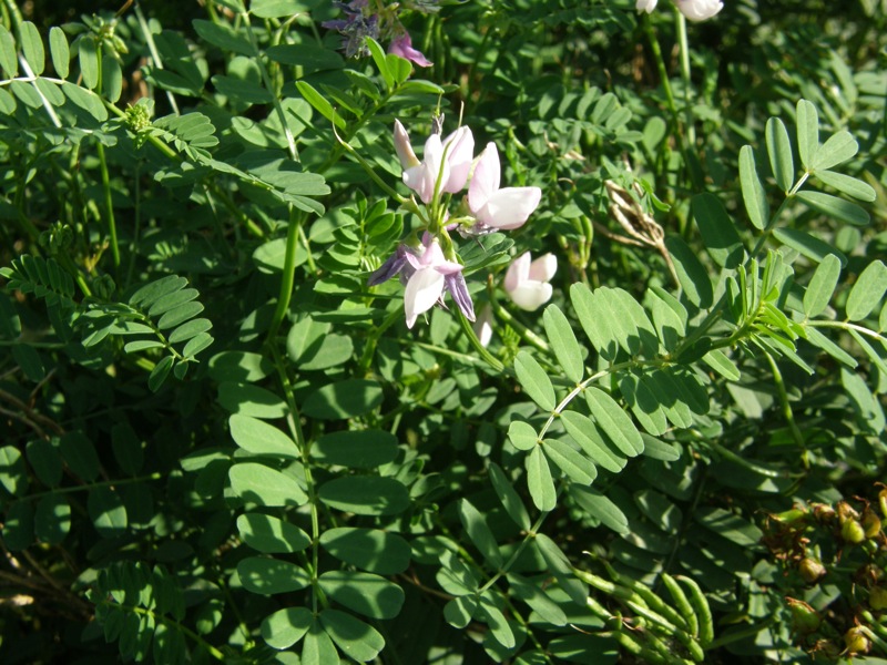 Crown Vetch