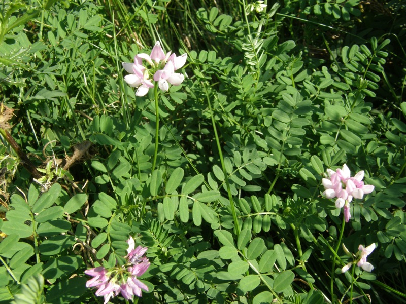 Crown Vetch