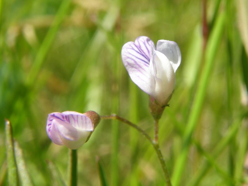 Slender Vetch