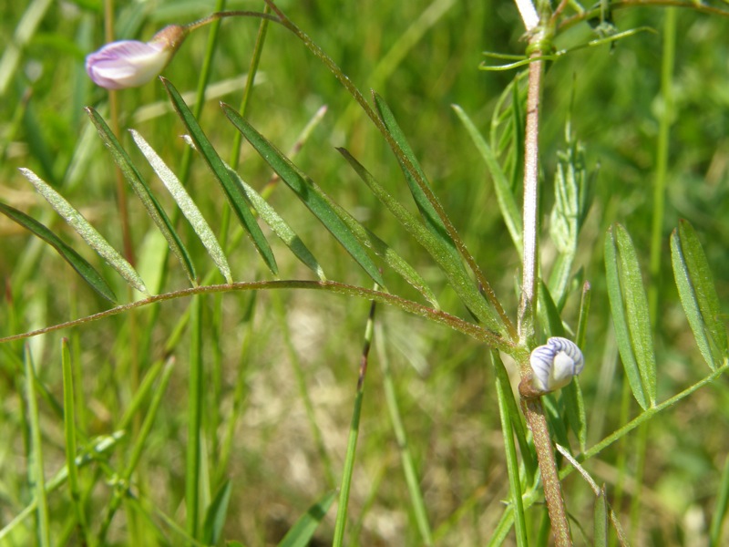 Slender Vetch