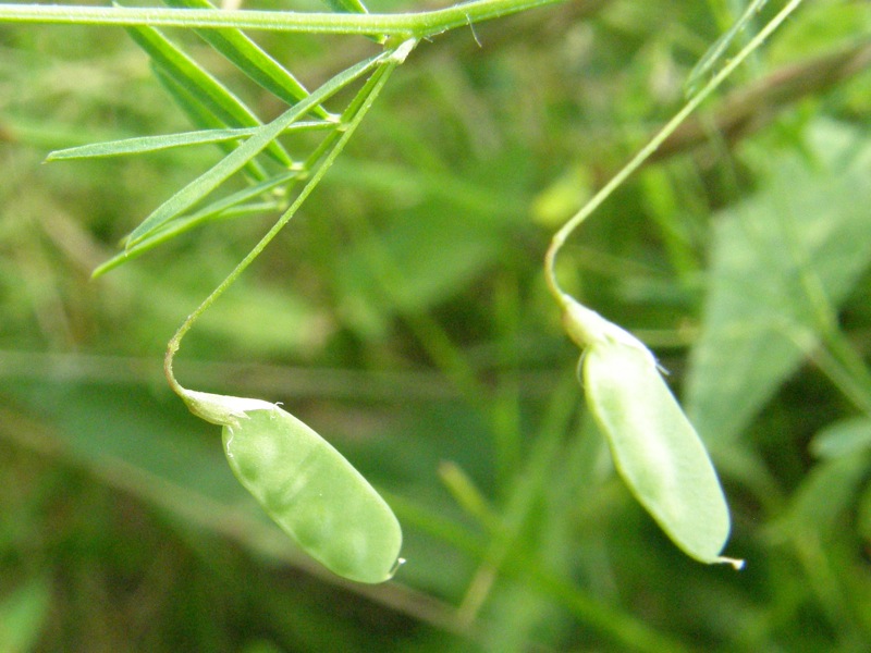 Slender Vetch