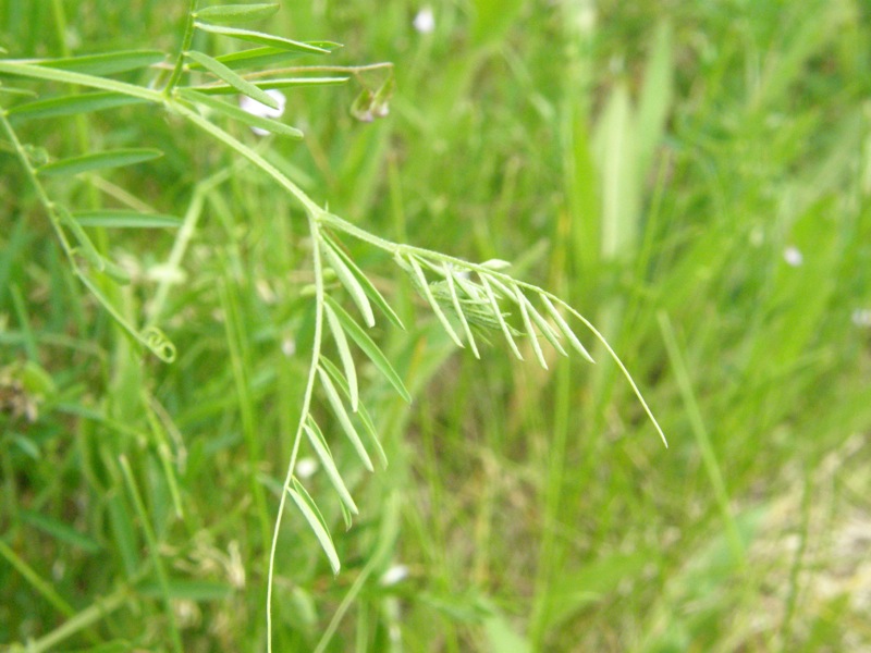 Slender Vetch