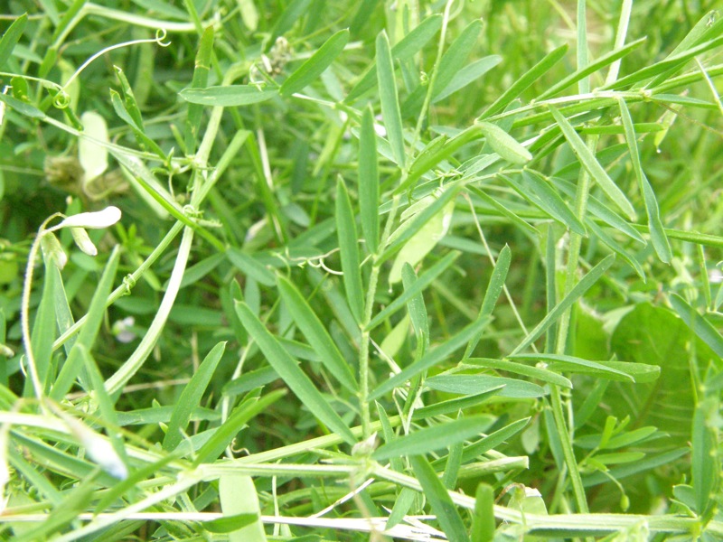 Slender Vetch