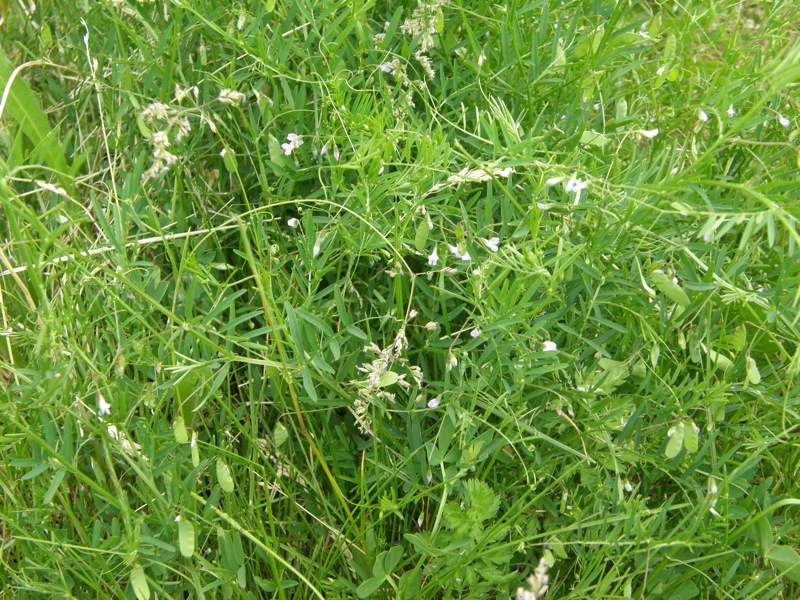 Slender Vetch