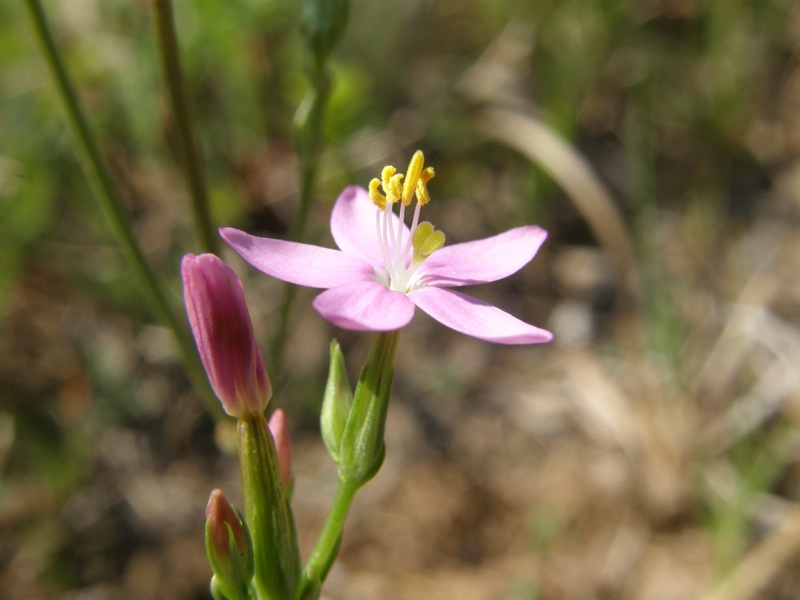 Branching Centaury