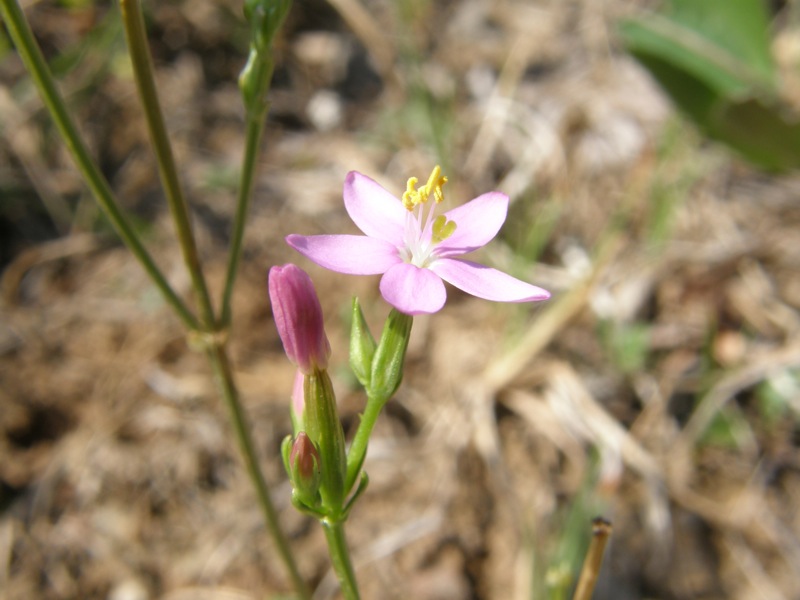 Branching Centaury