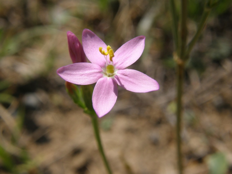 Branching Centaury