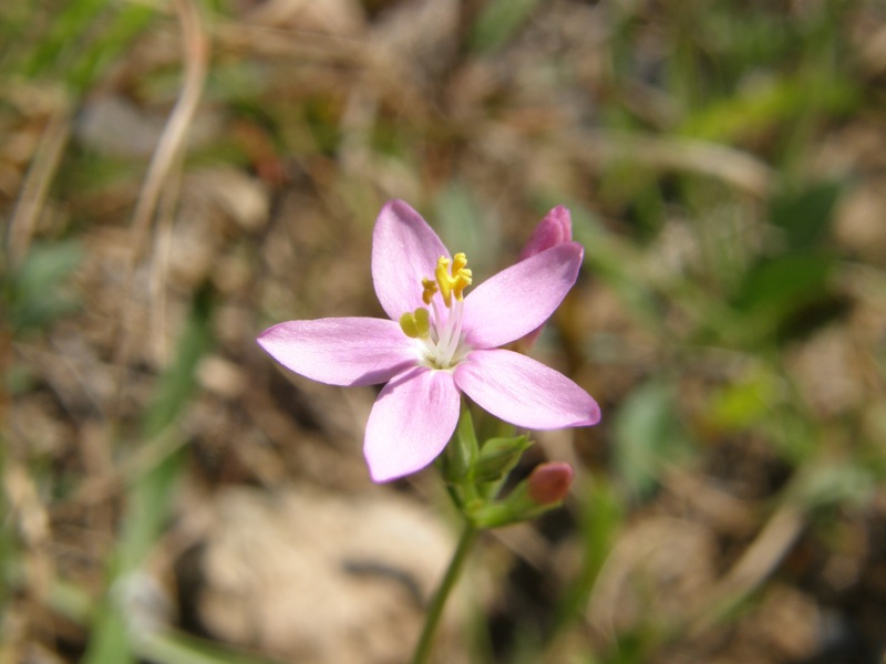 Branching Centaury