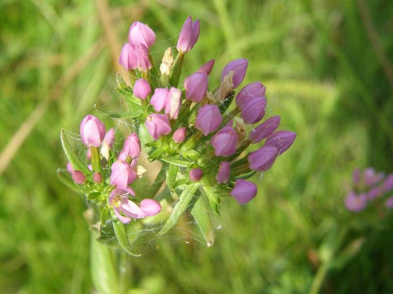 Branching Centaury