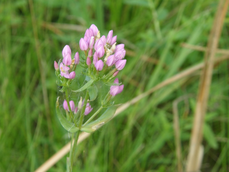 Branching Centaury