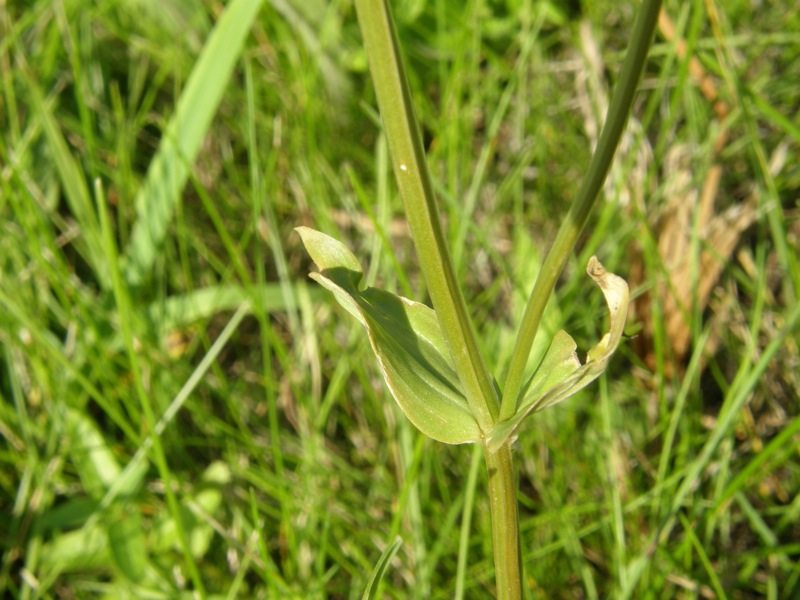 Branching Centaury