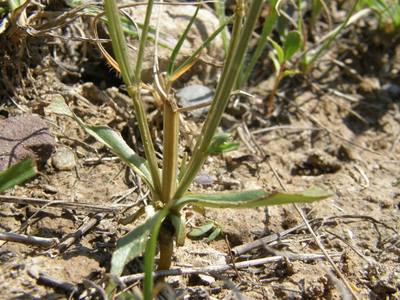 Branching Centaury