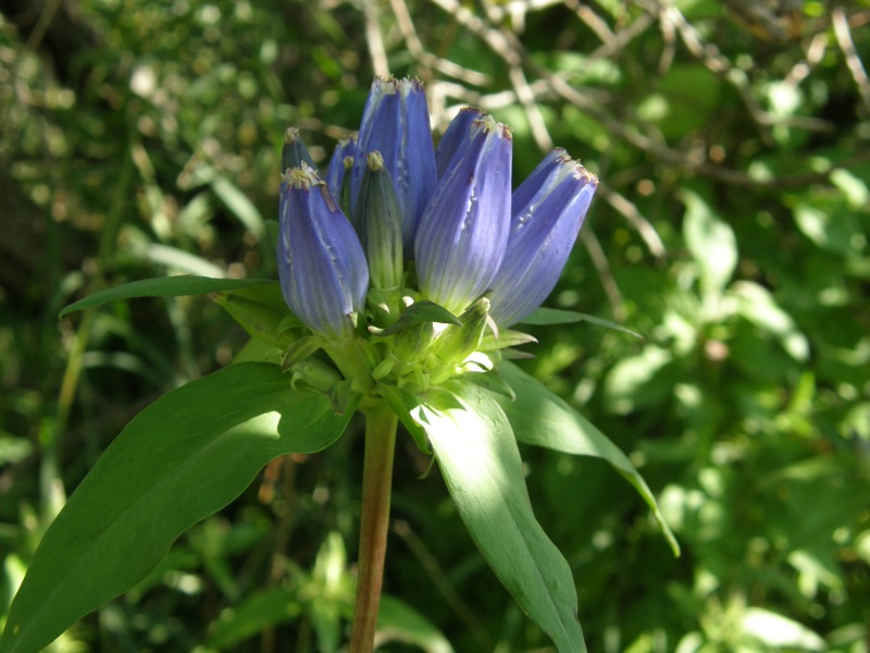 Closed Gentian