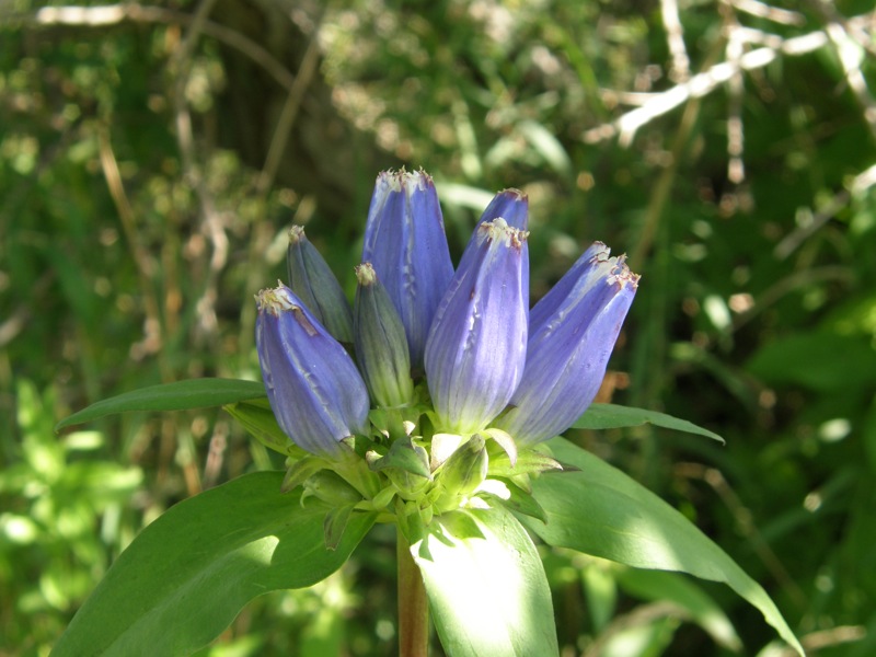 Closed Gentian