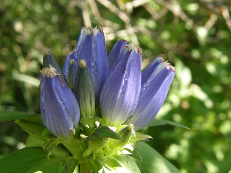 Closed Gentian