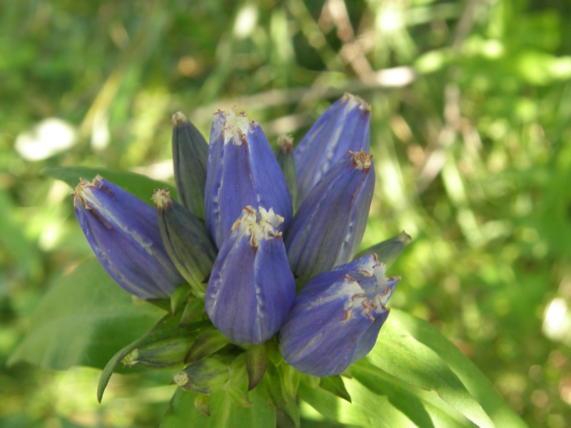 Closed Gentian