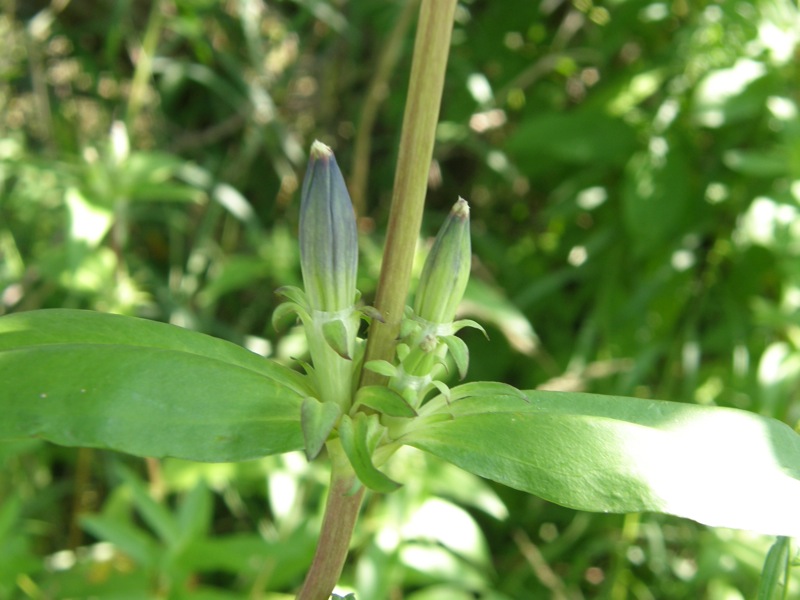 Closed Gentian