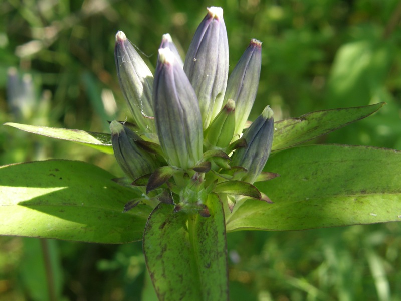 Closed Gentian