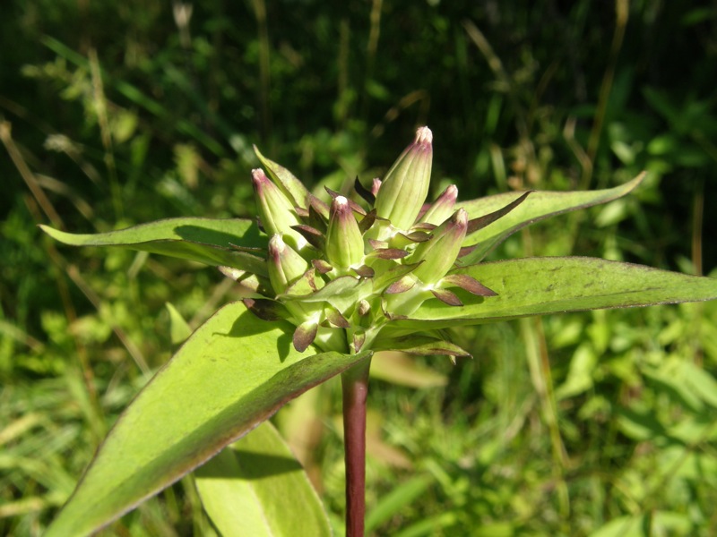 Closed Gentian