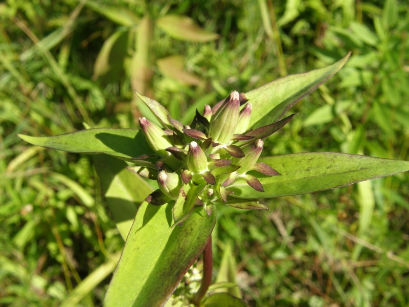 Closed Gentian