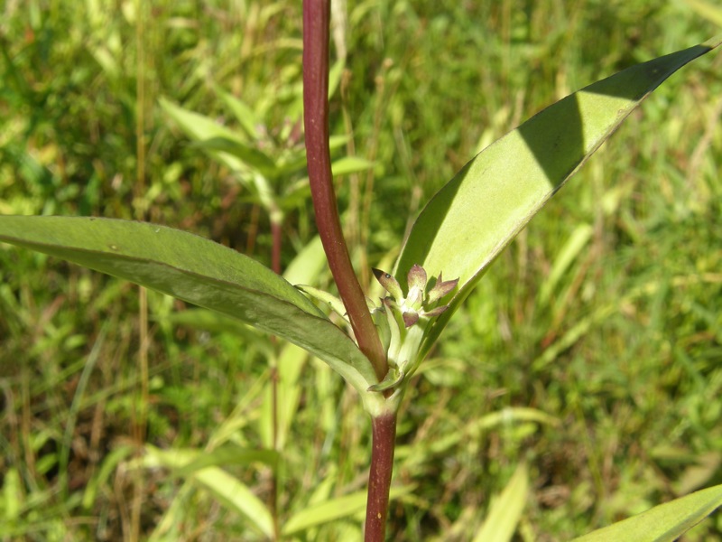 Closed Gentian